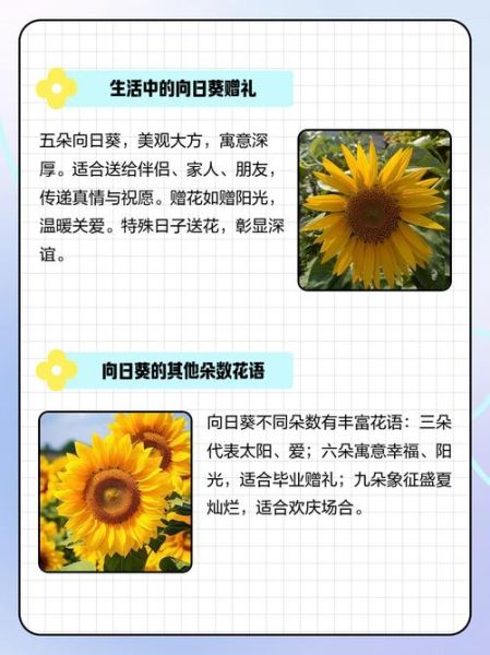 葵组词语有哪些四字词语_葵花向阳是成语吗