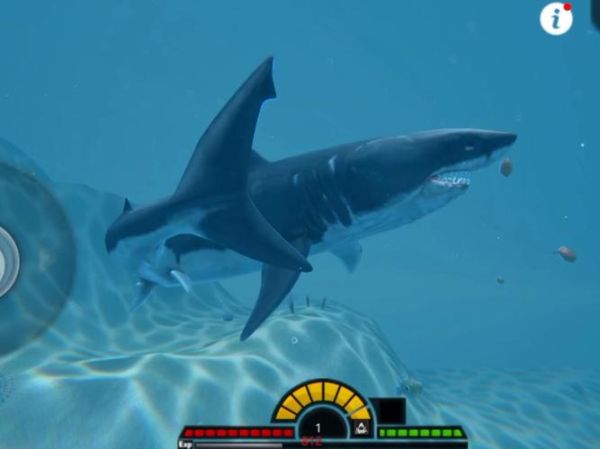 鲨鱼怎么游动_鲨鱼攻击动作有哪些