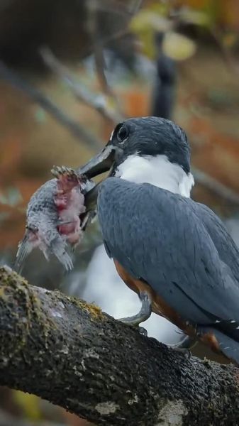 什么鸟捕鱼_翠鸟捕鱼技巧揭秘
