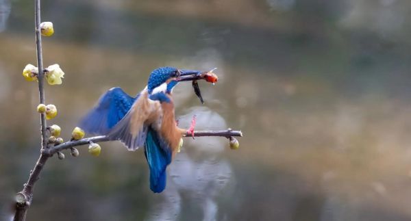 什么鸟捕鱼_翠鸟捕鱼技巧揭秘