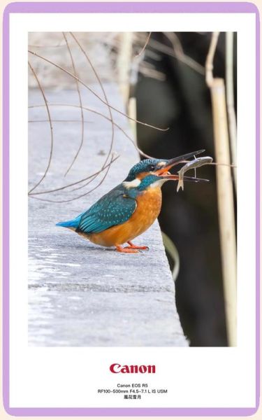 什么鸟捕鱼_翠鸟捕鱼技巧揭秘