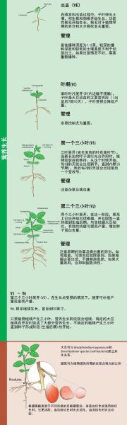 庄稼怎么种_庄稼种植步骤