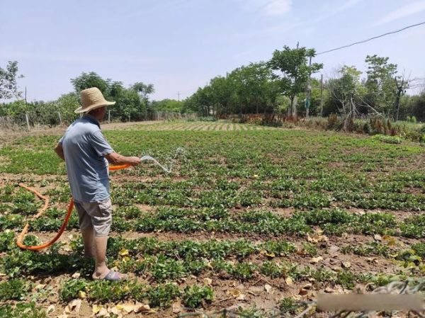 庄稼怎么种_庄稼种植步骤