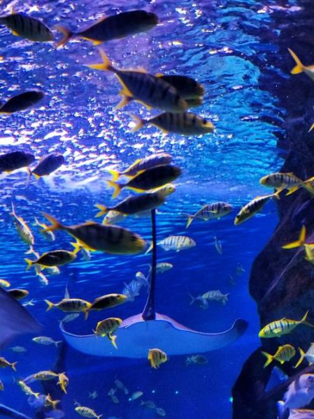 海底世界有哪些生物_海底最深处有多深