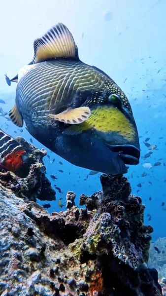海底世界有哪些生物_海底最深处有多深