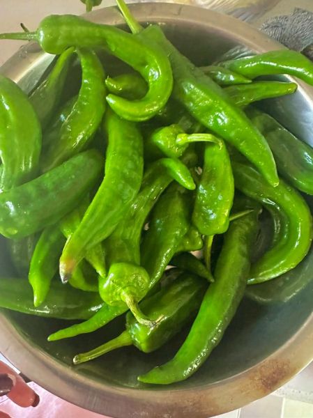 油焖辣椒咸菜怎么做_油焖辣椒咸菜家常做法