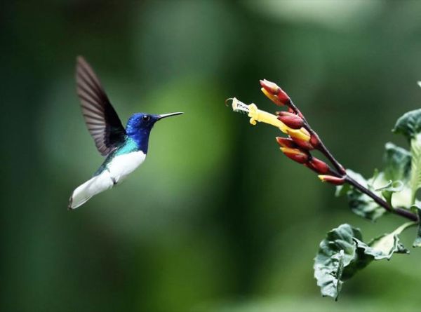 小鸟在飞的寓意是什么_小鸟在飞象征什么