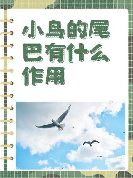 小鸟在飞的寓意是什么_小鸟在飞象征什么