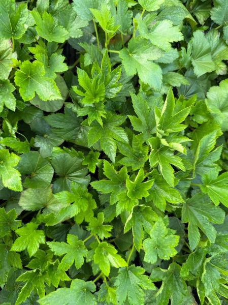 绿色枫叶代表什么_枫叶变绿原因