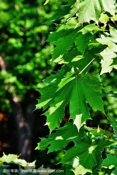 绿色枫叶代表什么_枫叶变绿原因
