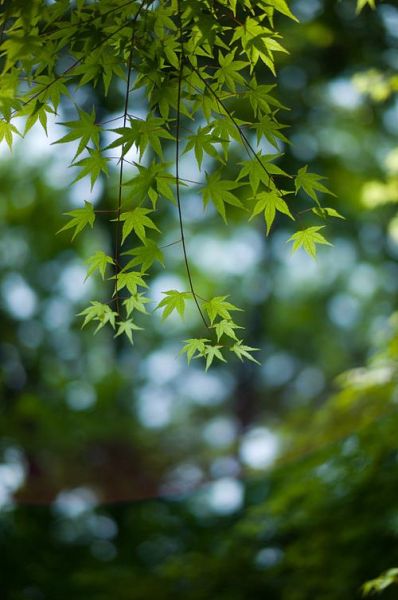 绿色枫叶代表什么_枫叶变绿原因