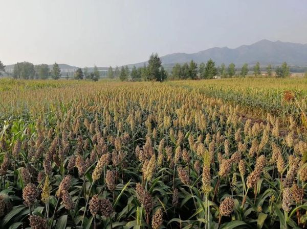 庄稼是什么词语_庄稼属于什么词性