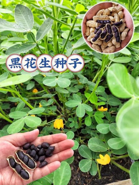 花生外形像什么_花生外壳有哪些特征