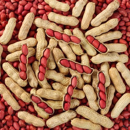 花生外形像什么_花生外壳有哪些特征