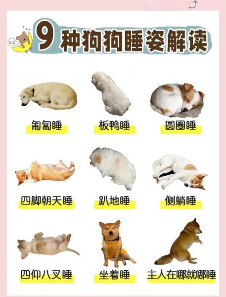 狗狗睡觉姿势代表什么_狗狗为什么睡觉总换地方