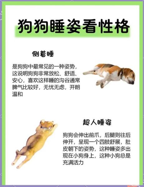 狗狗睡觉姿势代表什么_狗狗为什么睡觉总换地方