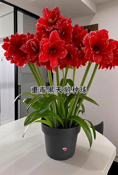 红色天鹅是什么_红色天鹅寓意和象征