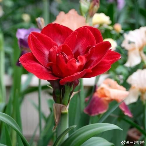 红色天鹅是什么_红色天鹅寓意和象征