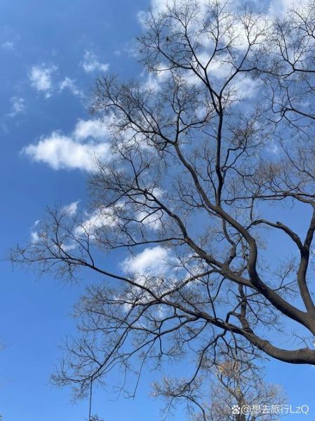 蓝天鸟树_如何拍出诗意画面