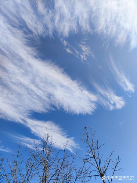 蓝天鸟树_如何拍出诗意画面