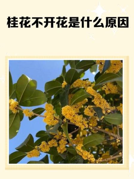 桂花开花时间_桂花为什么不开花