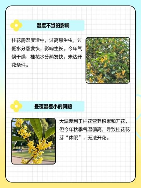 桂花开花时间_桂花为什么不开花