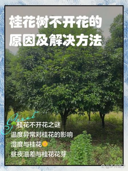 桂花开花时间_桂花为什么不开花