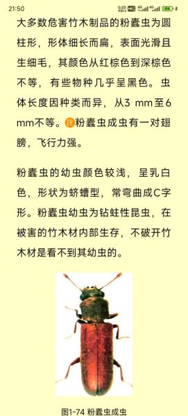 虫子算词语嘛_虫子算不算词语