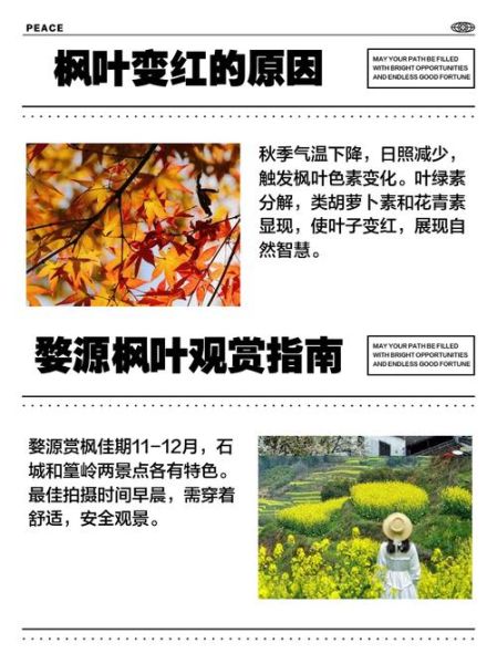 枫叶什么时候变红_枫叶变红的原因