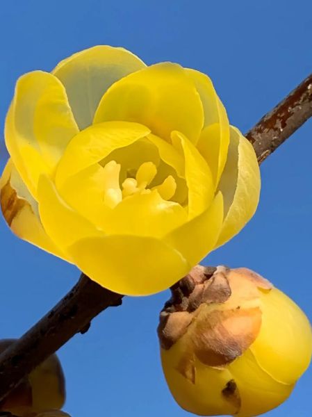 冬天开的花有哪些_冬天开花植物怎么养