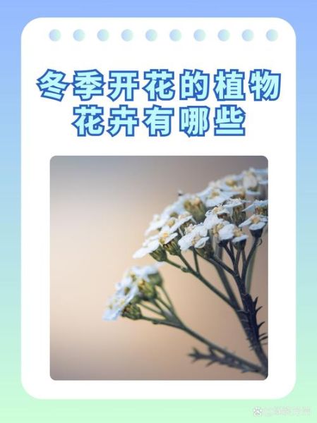 冬天开的花有哪些_冬天开花植物怎么养