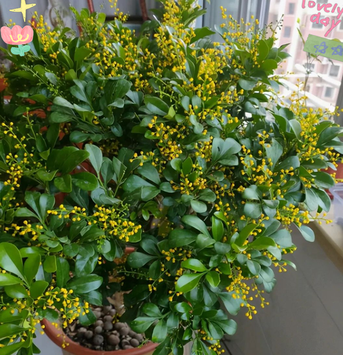 冬天开的花有哪些_冬天开花植物怎么养