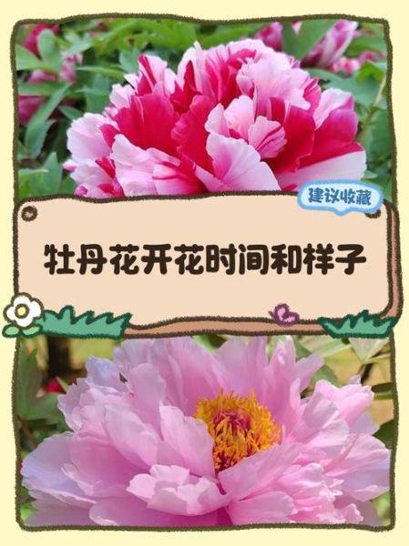 牡丹花怎么养_牡丹花什么时候开花