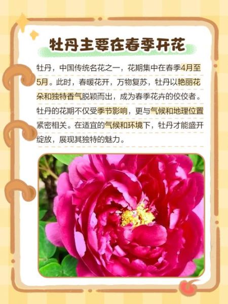 牡丹花怎么养_牡丹花什么时候开花