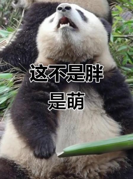 胖乎乎_胖墩墩是什么意思