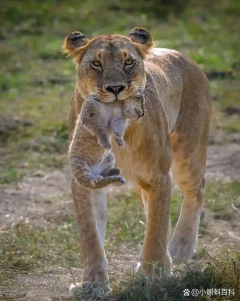 狮子为什么是百兽之王_狮子的王者气质体现在哪里