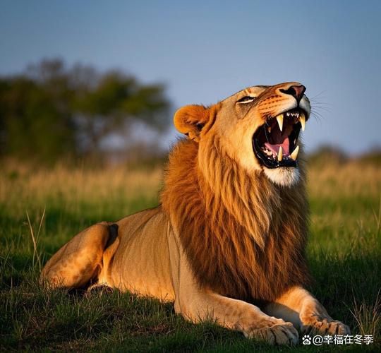 狮子为什么是百兽之王_狮子的王者气质体现在哪里