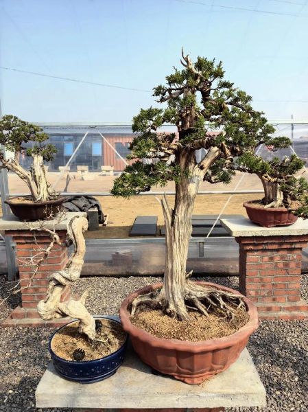 松柏苍苍象征什么_松柏苍苍的寓意有哪些