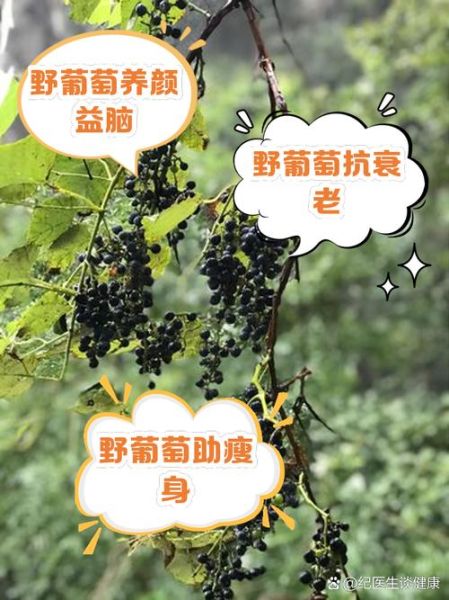 一串葡萄的营养价值_吃葡萄要不要吐葡萄皮