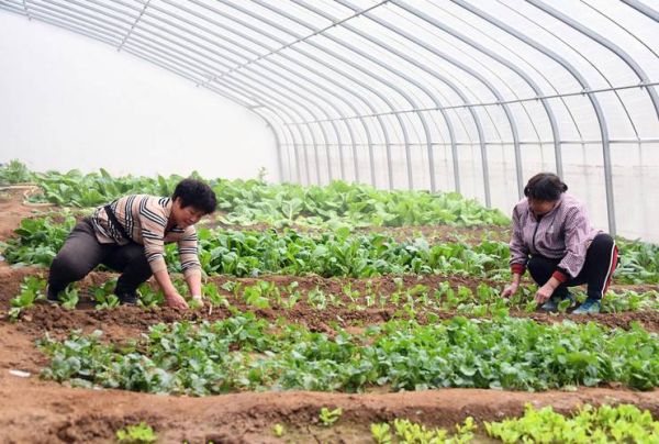 农村常见农事活动有哪些_如何高效安排农忙时节