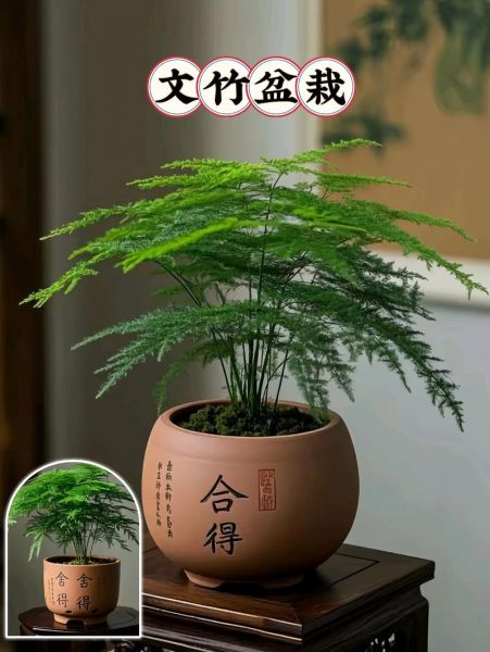 盆景怎么养护_盆景有哪些品种