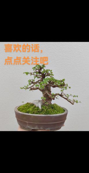 盆景怎么养护_盆景有哪些品种