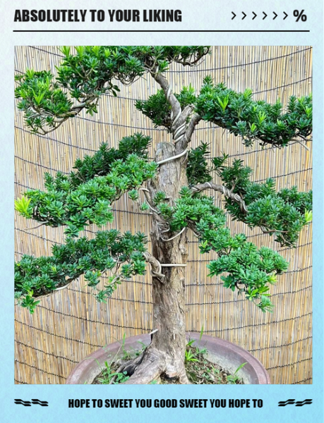 盆景怎么养护_盆景有哪些品种