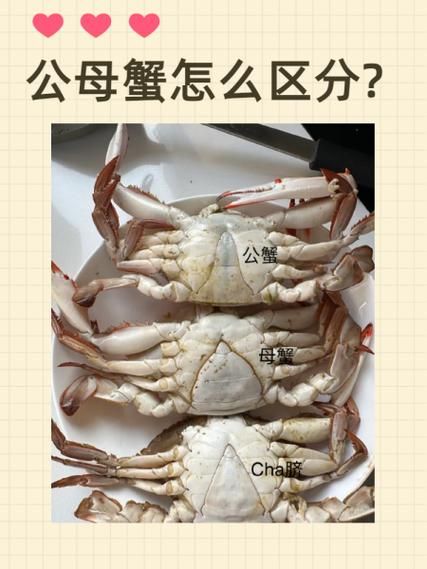 螃蟹外形特征有哪些_如何区分公母蟹