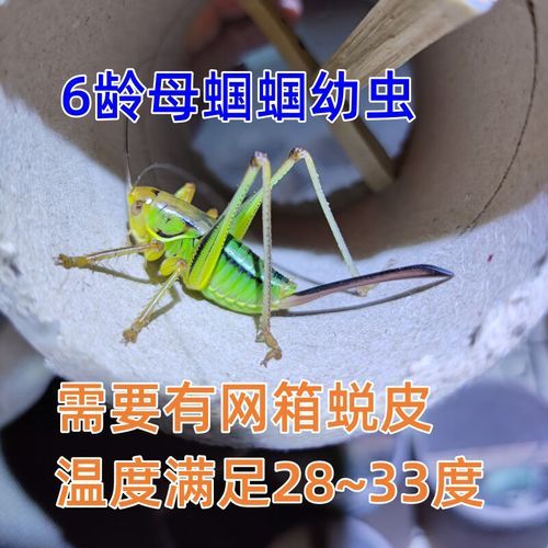 蝈蝈怎么分公母_蝈蝈寿命一般能活多久