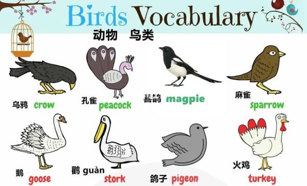 鸟类词语有哪些_鸟类词语大全及用法