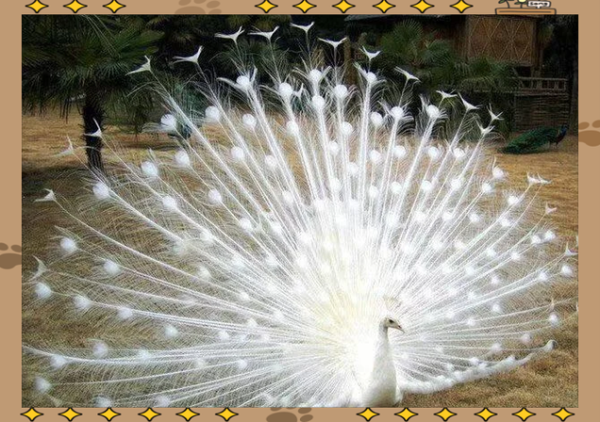 孔雀的叫声怎么形容_孔雀叫声拟声词有哪些