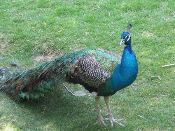 孔雀的叫声怎么形容_孔雀叫声拟声词有哪些