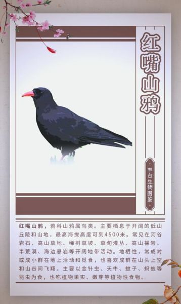 鸦1是什么_鸦1有什么含义