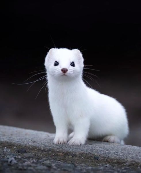 白色动物有哪些_白色动物象征什么